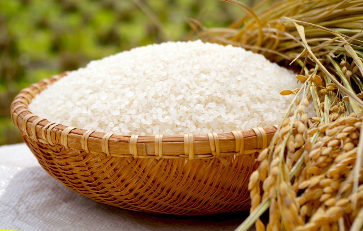 【商品案内】豊能町の手土産に。水のきれいな棚田で作ったお米ができました | とよのていねい